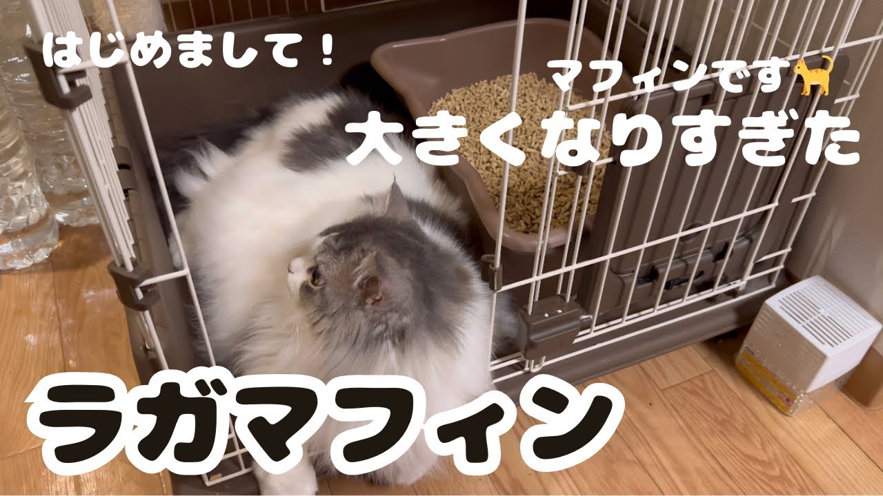 【驚】成長しすぎてゲージに入らなくなりました