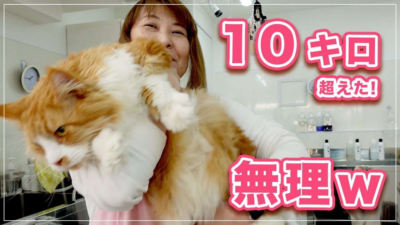 【ムーミンちゃん】10キロオーバーの猫ちゃんが大きすぎて、もう無理ｗｗｗ【メインクーン】