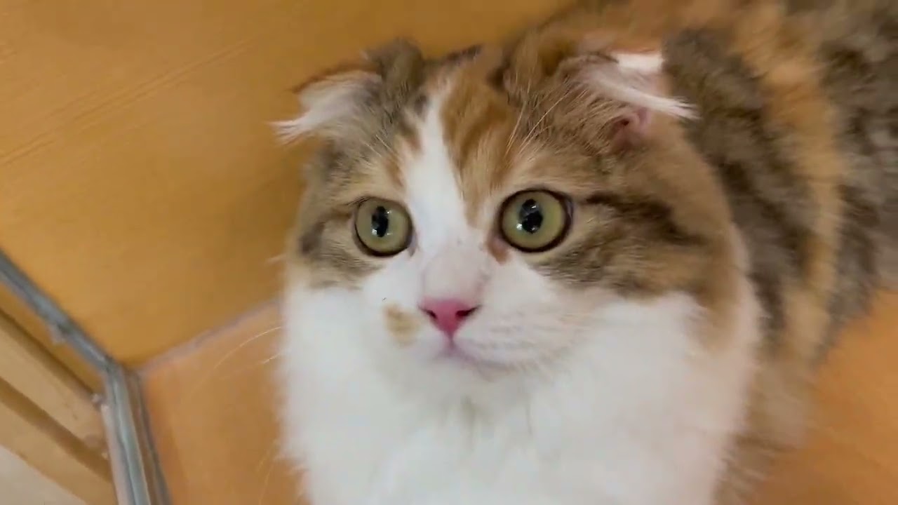 スコティッシュフォールド