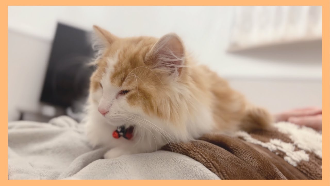 胸の上で気持ちよさそうに眠る子猫【ノルウェージャンフォレストキャット】 #cat #猫
