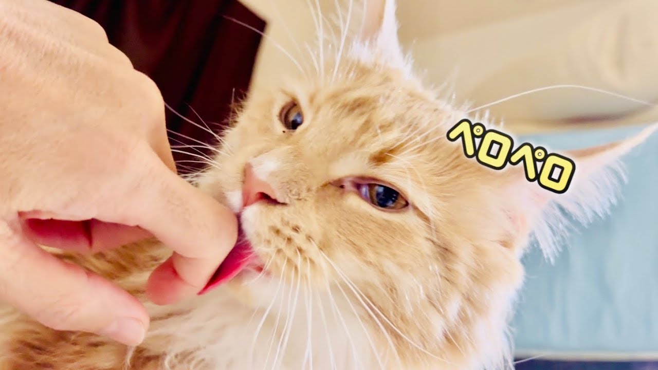 【メインクーンのいる生活】513日目　目覚まし猫