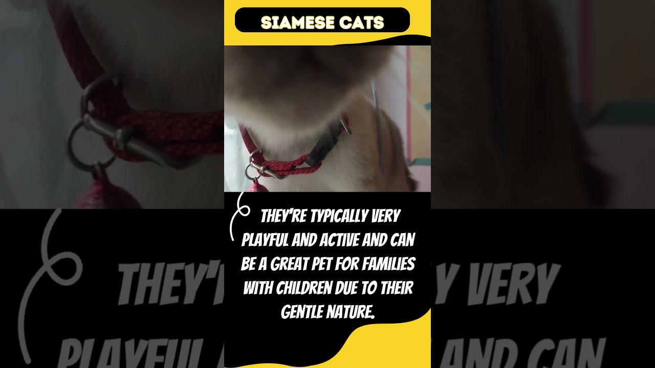 HEY! HAVE YOU HEARD? HOUSE CAT FUN FACTS #2 SIAMESE