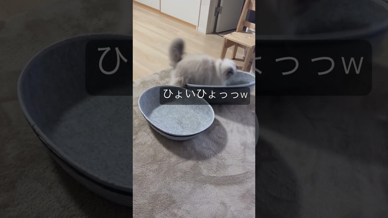 ボールに遊ばれるヒマラヤンのマーベル🐈 #shorts #うちのにゃんこ #ねこ #マーベル #ヒマラヤン #cat #かわいい