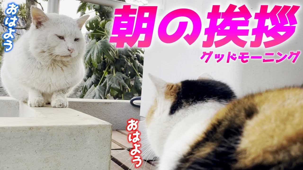 おはようの挨拶を交わす三毛母猫の旦那さんと仲良し家族…♡[三毛母猫の旦那]