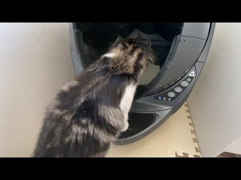 自動猫トイレLitterRobot3 OpenAirをモフモフ猫に【ラグドールメインクーン】