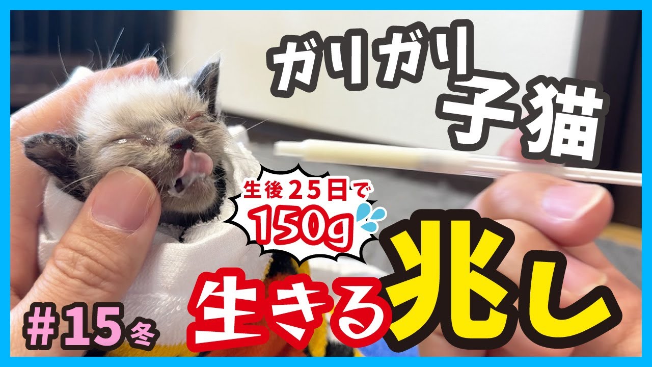 【ガリガリ子猫 生きる】奇跡！体重150gからの‥、真冬に保護した子猫は頑張った。（冬15）