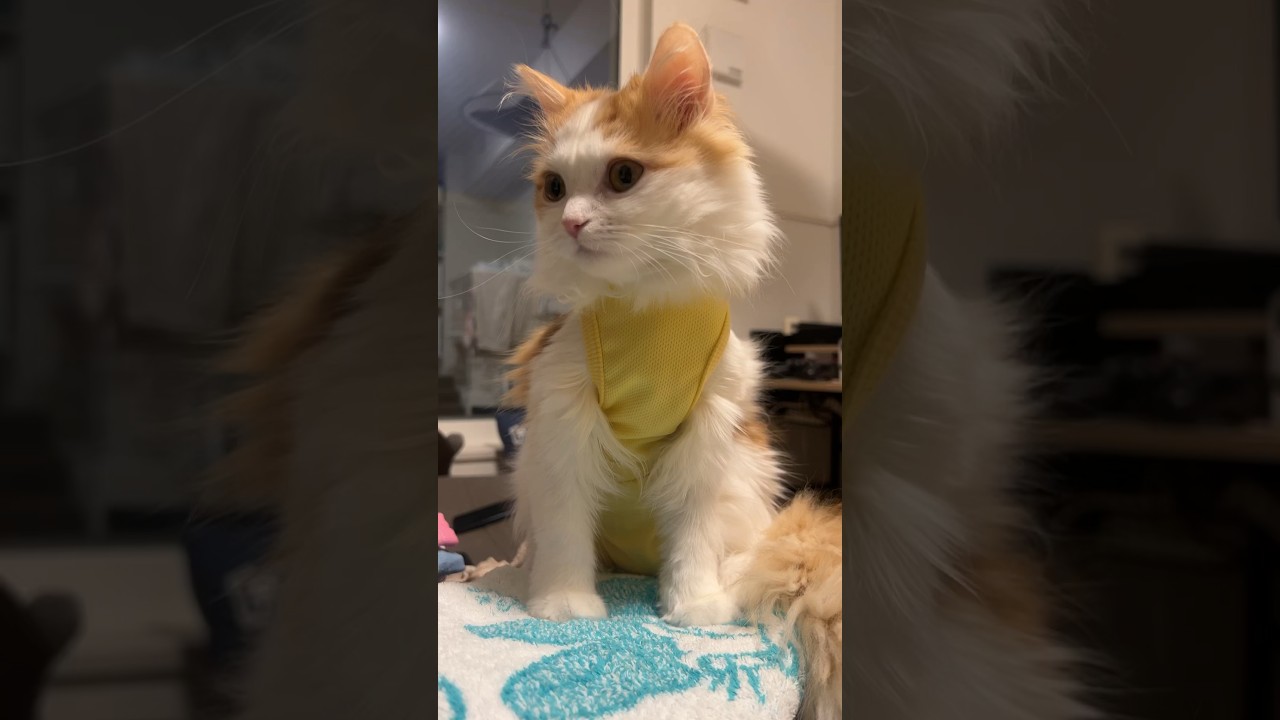ちっちゃなライオンみたい🦁 #cat #ラガマフィン #ragamuffin #猫 #猫のいる暮らし