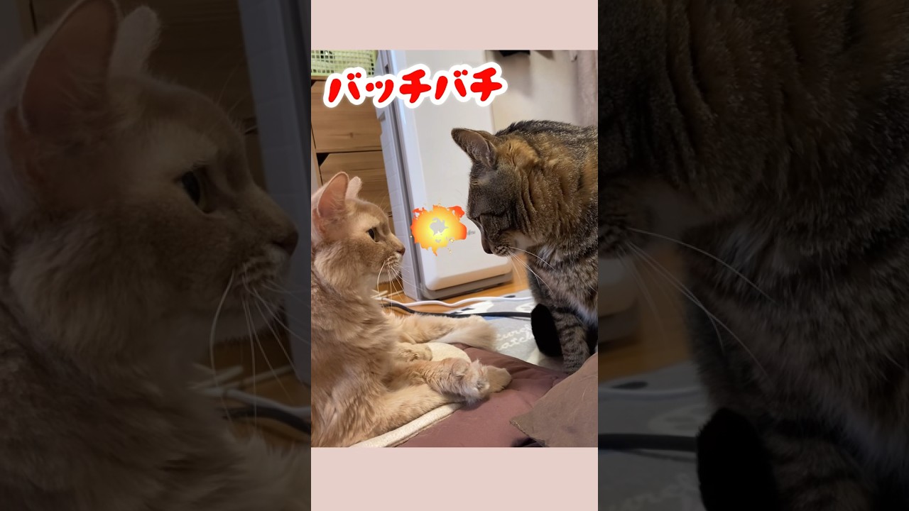 一触即発？！⚔️#shorts #猫#ソマリ#キジトラ