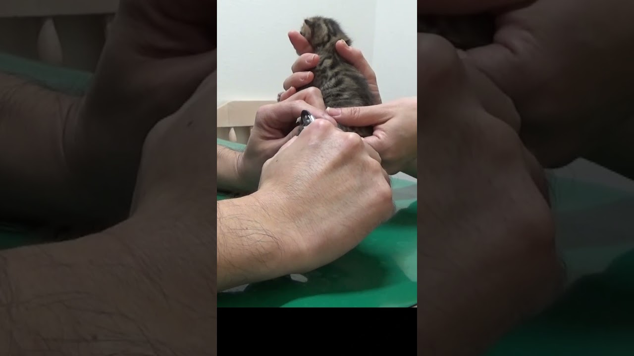 【ヒロ日記】ベンガルの子猫（2週齢）爪切り　#ベンガル #子猫 #爪切 #ヒロ日記