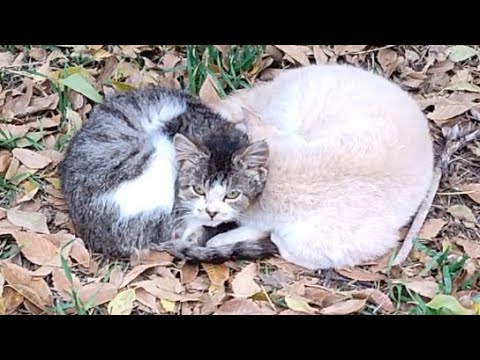 飢えた野良猫の子猫に餌を与えた結果・・誰か助けて😭