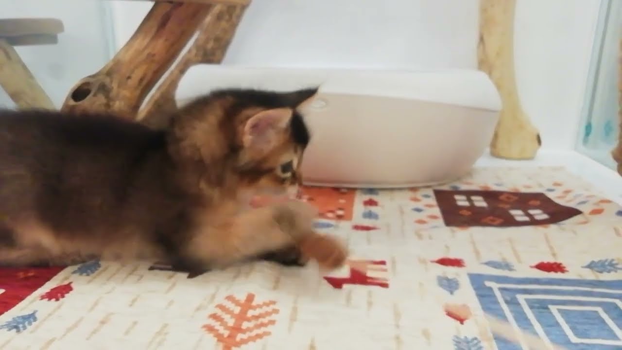 ソマリ　男の子　2023/12/20生まれ