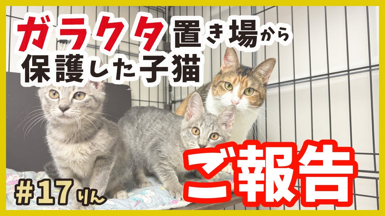 【ご報告】ガラクタ山で保護した子猫が大きくなって再登場した、そのワケは‥。（鈴17）