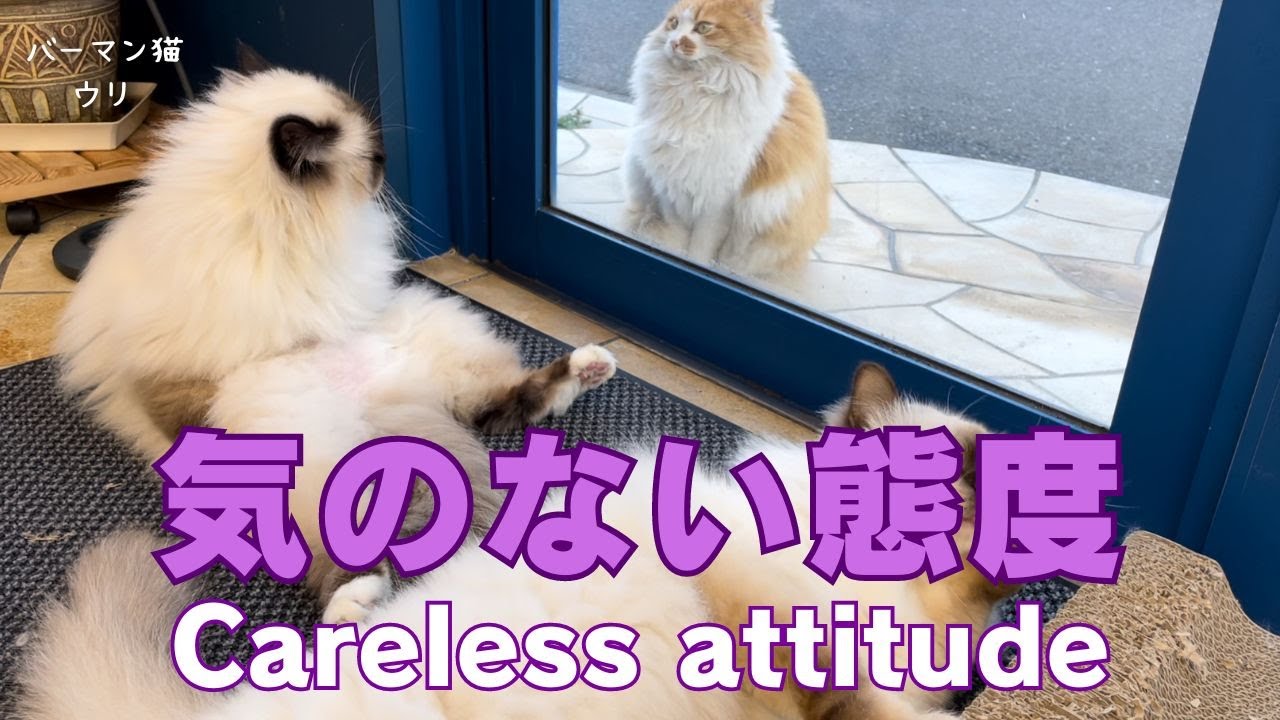 バーマン猫ウリとラフ【気のない態度】Careless attitude（バーマン猫）Birman/Cat