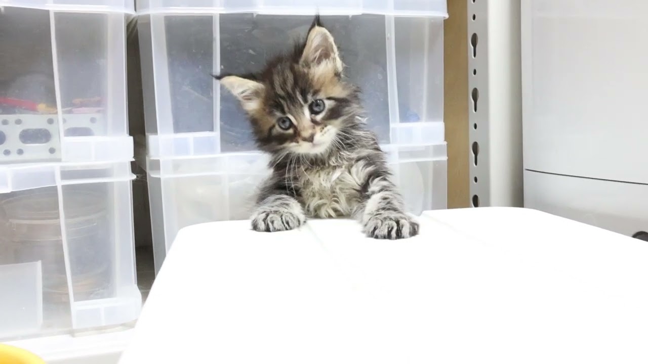 生後40日メインクーン子猫の俊平君