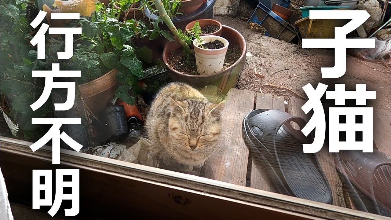 【子猫が行方不明】子猫が居なくなった母猫が取った行動は…