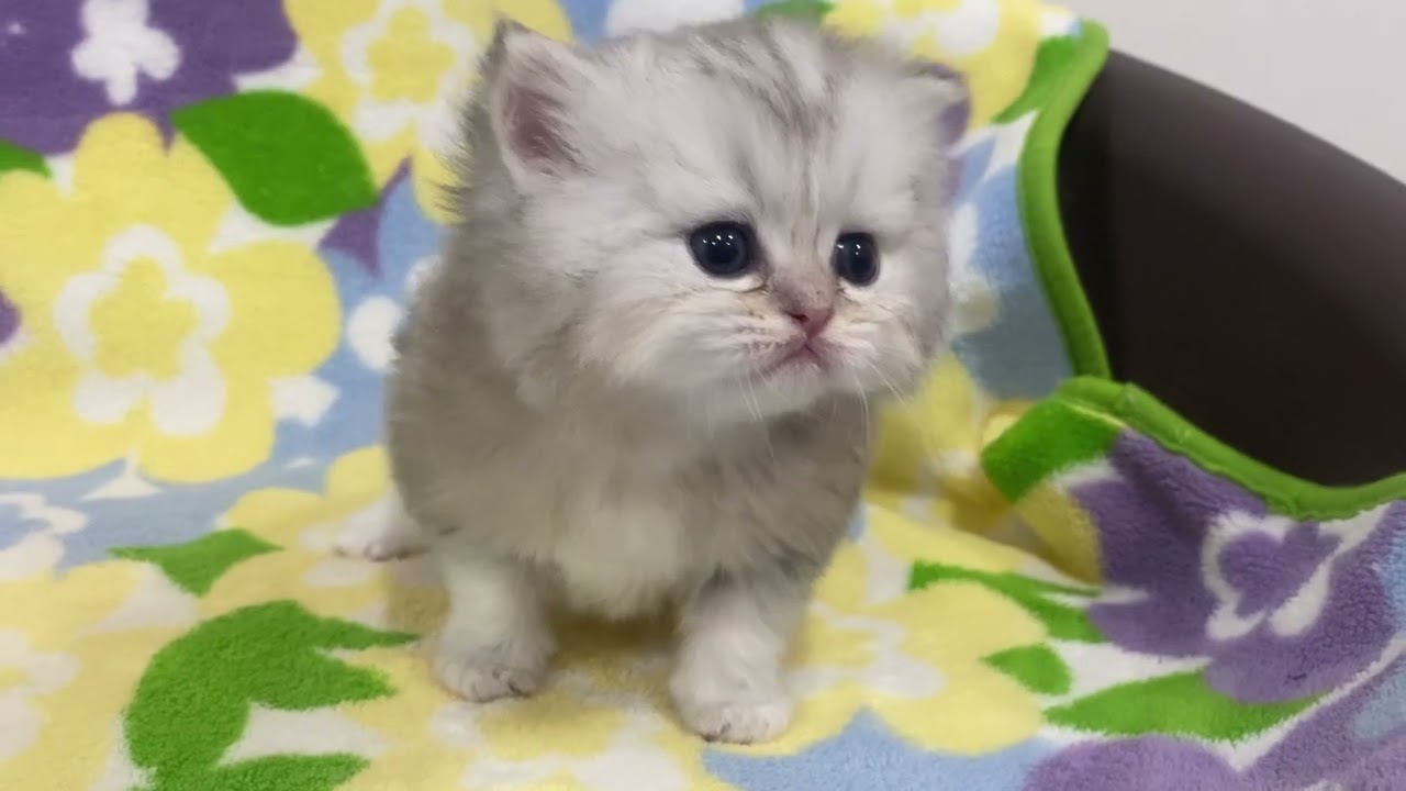 ペルシャ（チンチラ） ブルーチンチラゴールデン・男の子