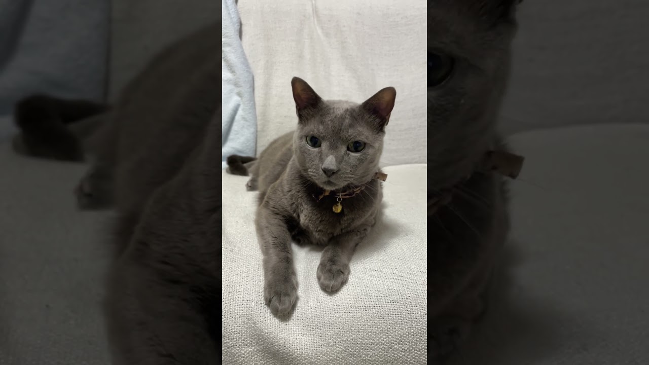 キョロキョロ_20231101 #shorts #cat #猫 #ロシアンブルー