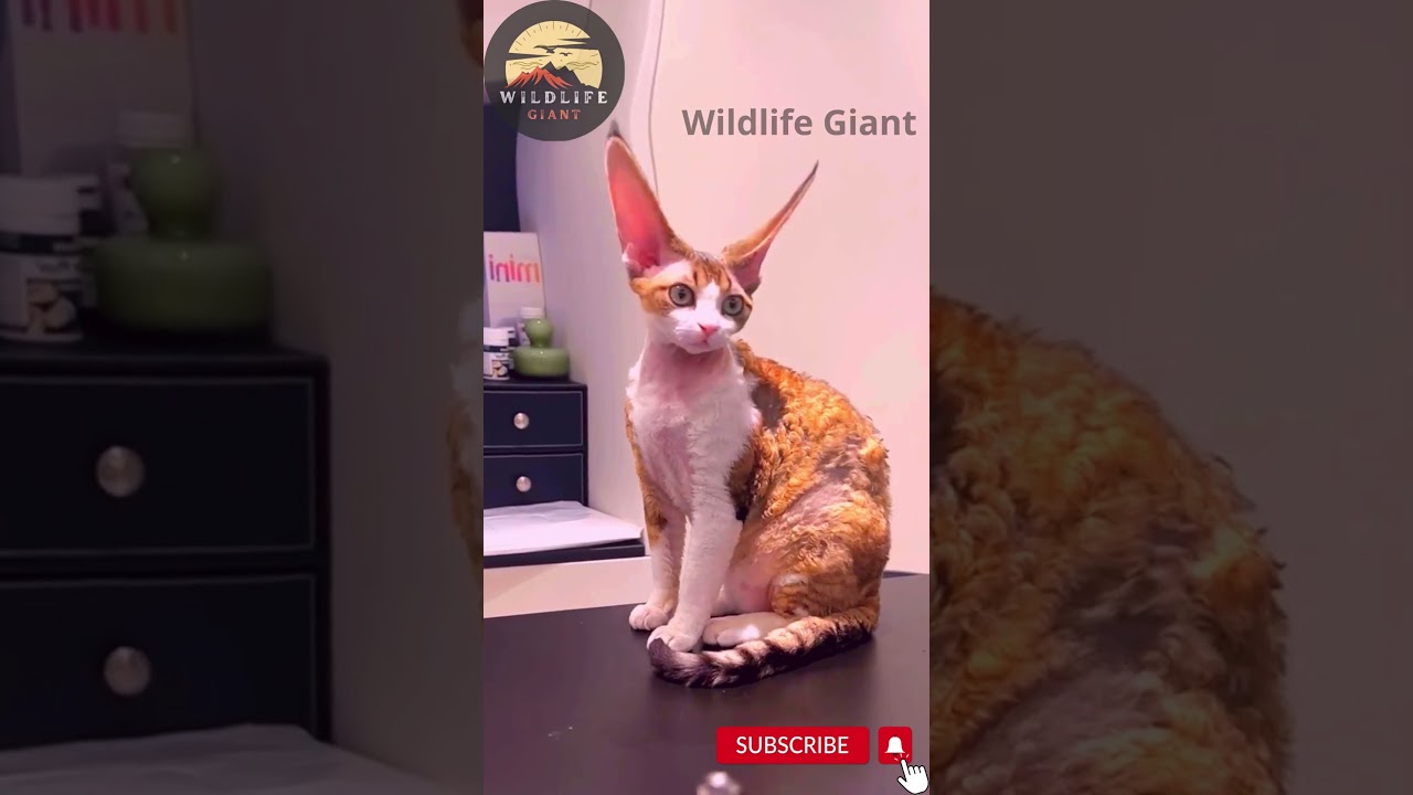 A cat with long teeth