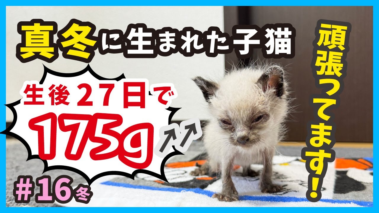 【ガリガリ子猫が回復】真冬に保護した子猫の成長記録。（冬16）
