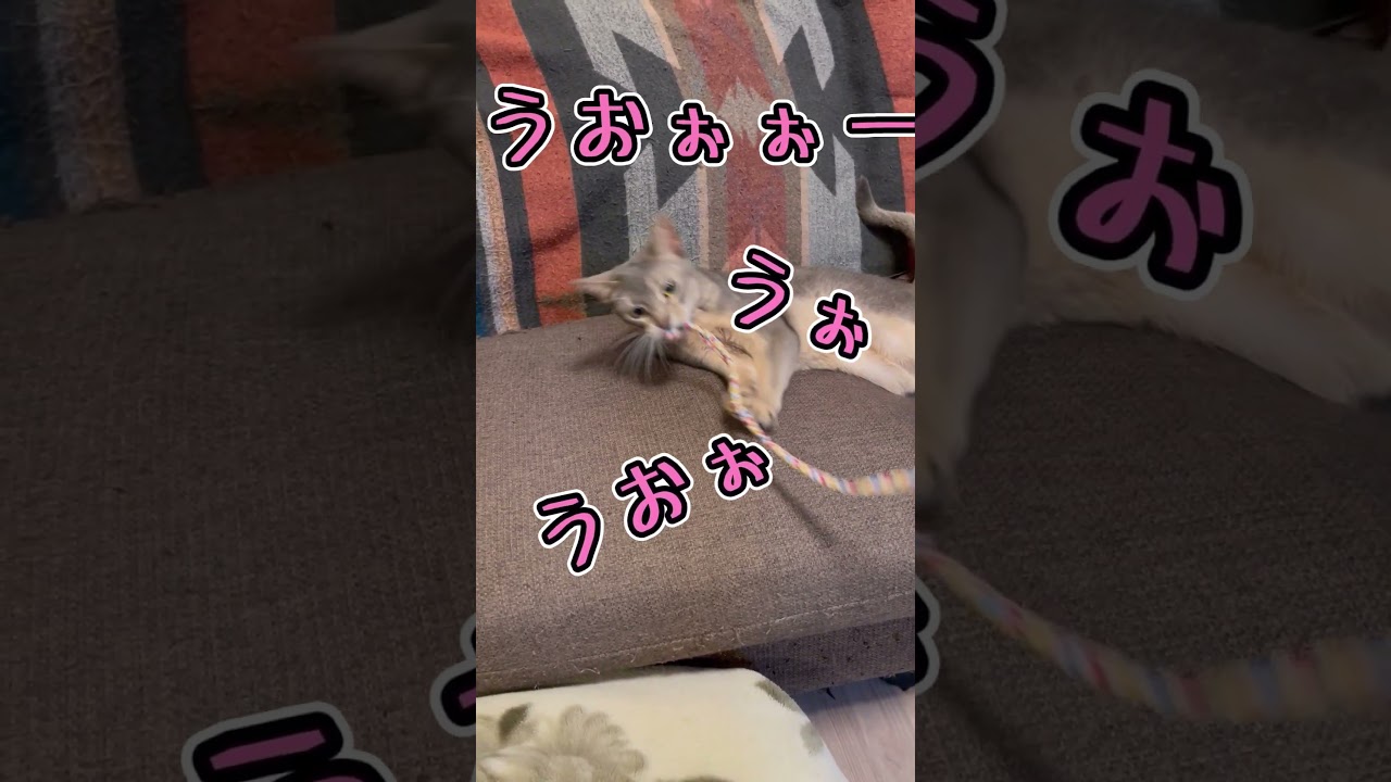 ひものおもちゃが大好きなうちの猫さん #shorts #猫 #アビシニアン
