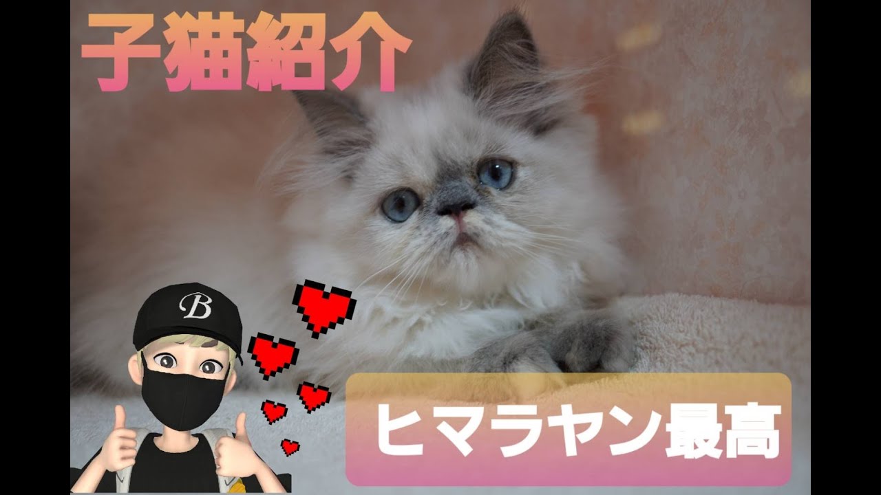 【子猫紹介】ヒマラヤン2021/04/08生まれの女の子