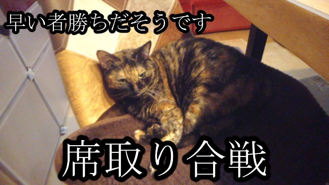 【サビ猫】おじさんの席を陣取る猫