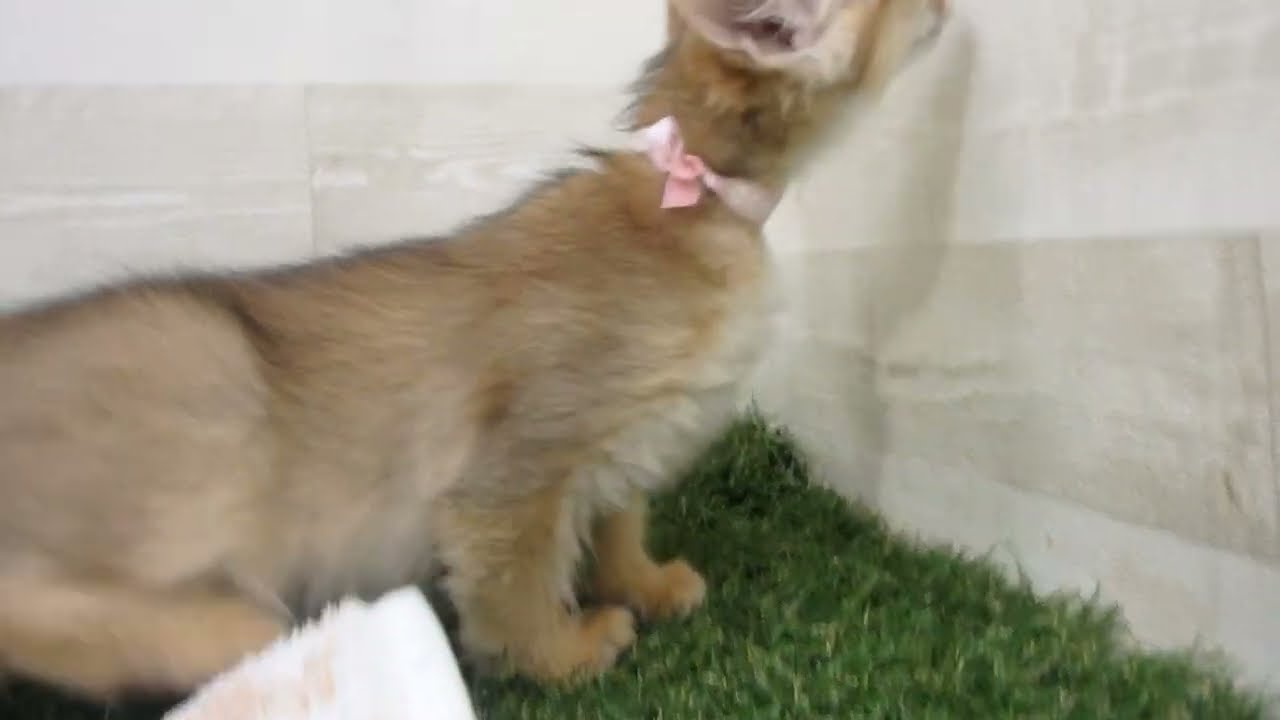 Coo&RIKU　No00663770 ソマリ