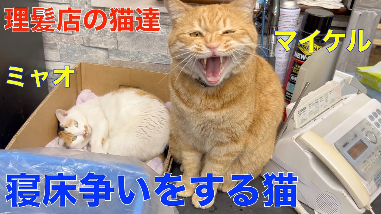 寝床争いをする理髪店で暮らす猫達！茶トラのマイケルVS三毛猫ミャオ