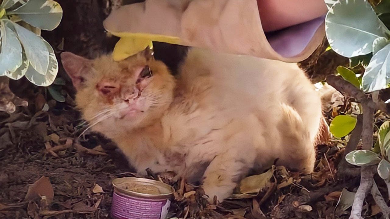 茂みに隠れていた盲目の子猫。親切な女性に助けられ、別猫のような変身を遂げた【感動】