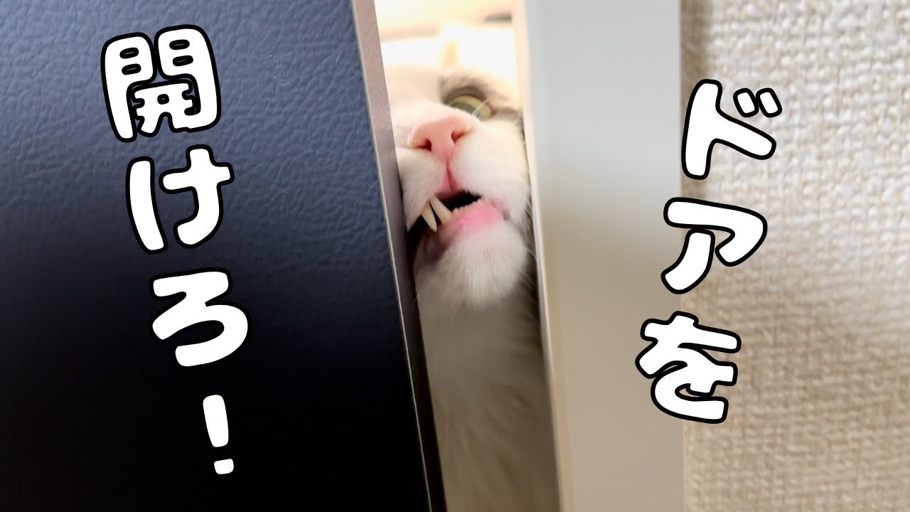 ドアを閉められると寂しくて鳴き叫ぶ猫【メインクーン】
