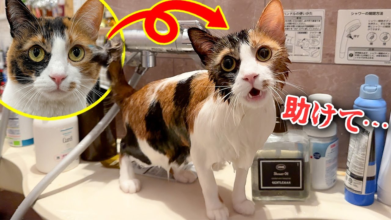 やんちゃすぎるミケ猫を捕まえて水責めしたら、とんでもない姿になってしまいました…