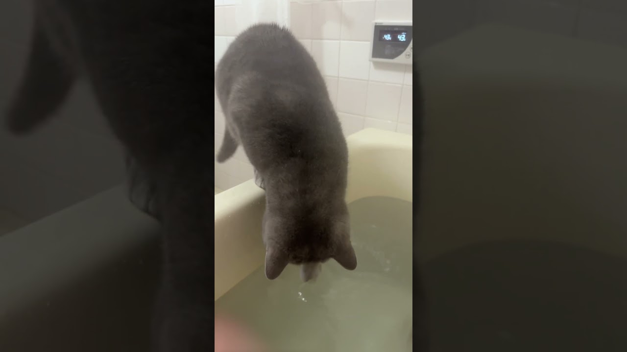 #cat #猫が好き #猫のいる暮らし #ブリティッシュショートヘア #ねこ #スコティッシュフォールド #可愛い猫 #猫好きさんと繋がりたい #猫