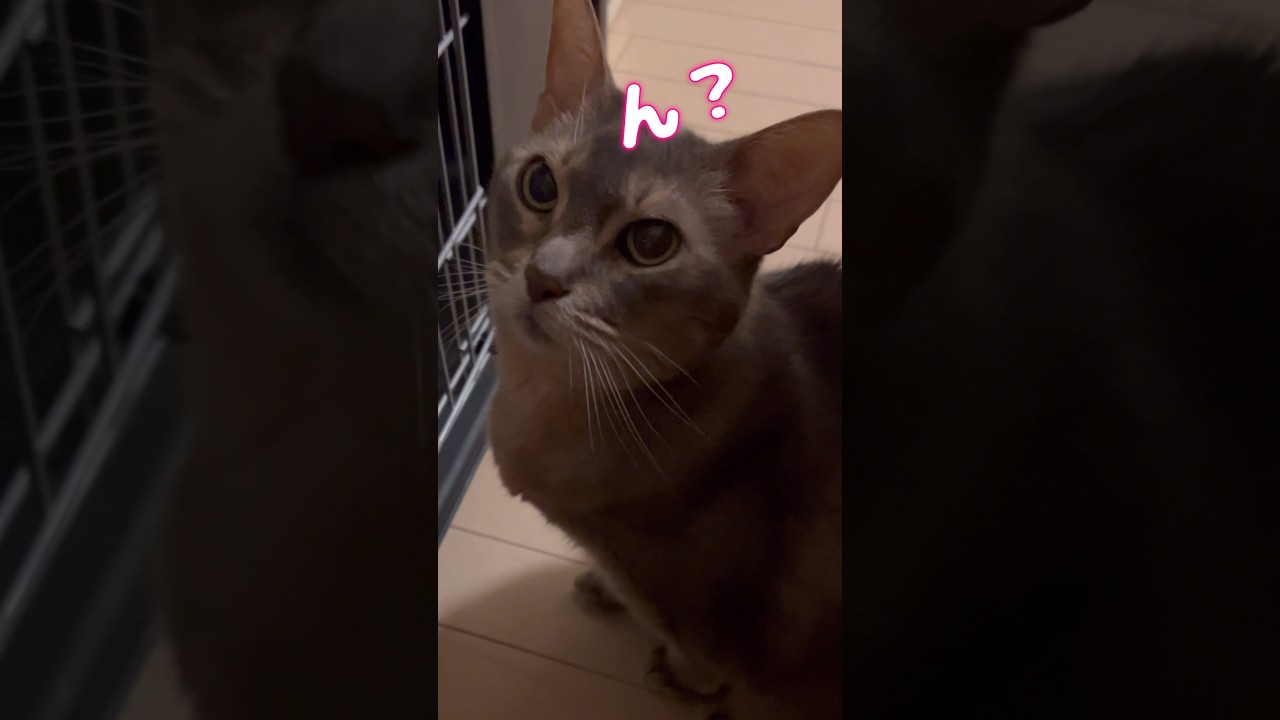 アビシニアンのアリスちゃん #shorts #猫 #アビシニアン #cat #まな猫