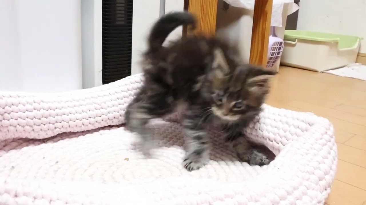 生後39日メインクーンの子猫チャンプ君