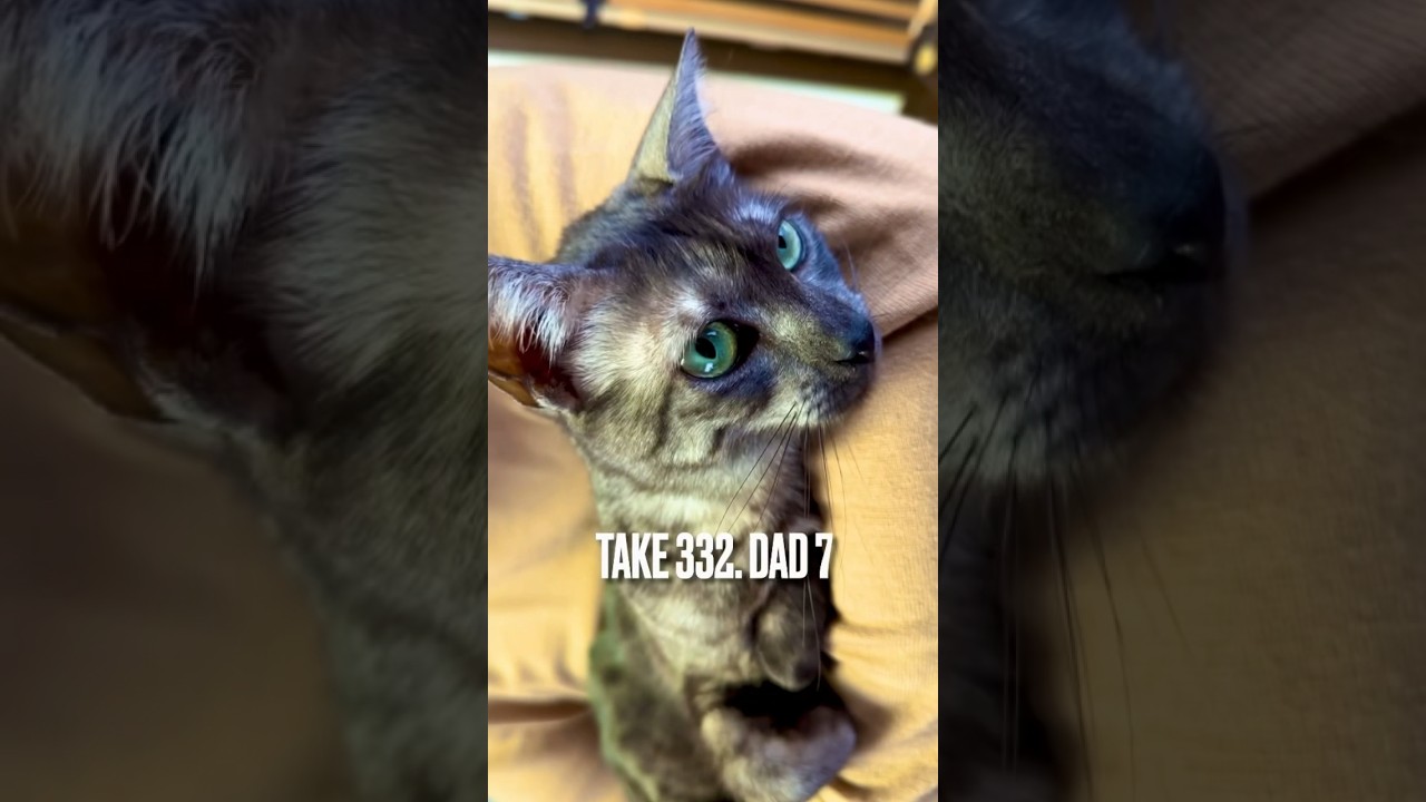 #大好きなパパ に#抱っこ ごろにゃん😻#甘えん坊猫 #猫バカ #ねこのいる生活 #エジプシャンマウ #egyptianmau #エジプシャンマウスモーク #shorts