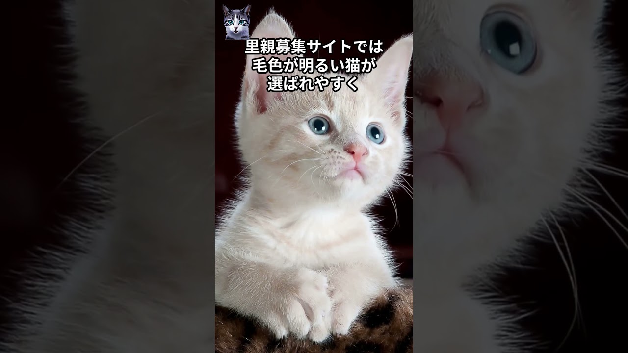 かわいいけどサビ猫が日本で不人気な理由3選#cat  #catbehavior  #キャット #雑学 #catcare  #pettingcat #ねこ