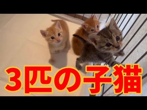 ３匹の子猫㉚子猫YouTubeチャンネル【かわいい子猫動画】【生後１ヶ月キジトラ♀茶トラ♂成長日記】【いやしのねこちゃん動画集】
