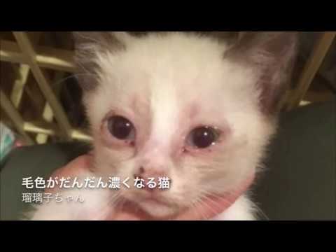 可愛いシャム風保護猫さんの毛色が変わる過程