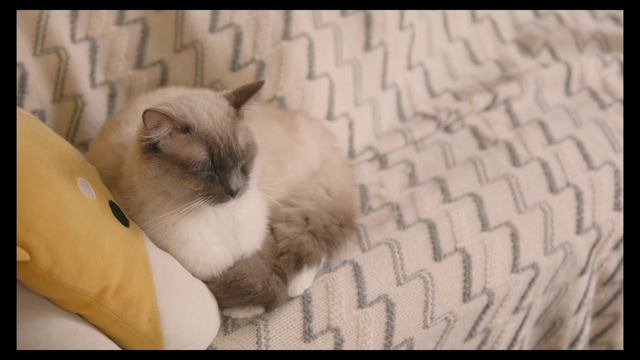 いつもの場所にいないと思ったらこんなところに笑　#猫 #ラグドール #ragdollcat