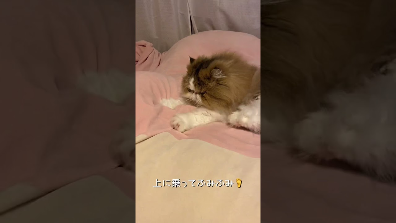 【ペルシャ猫】寝ている上でふみふみ🦶 #shorts