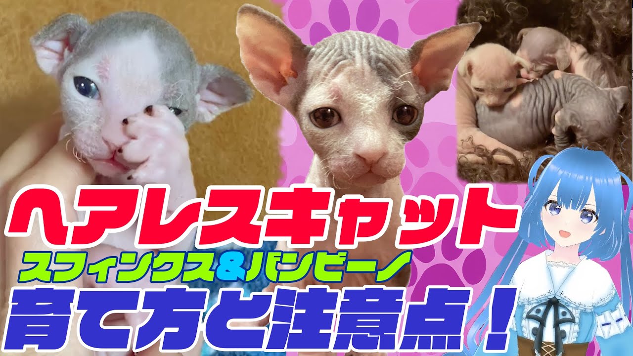 【ヘアレスキャット】スフィンクスとバンビーノ【育て方と注意点】