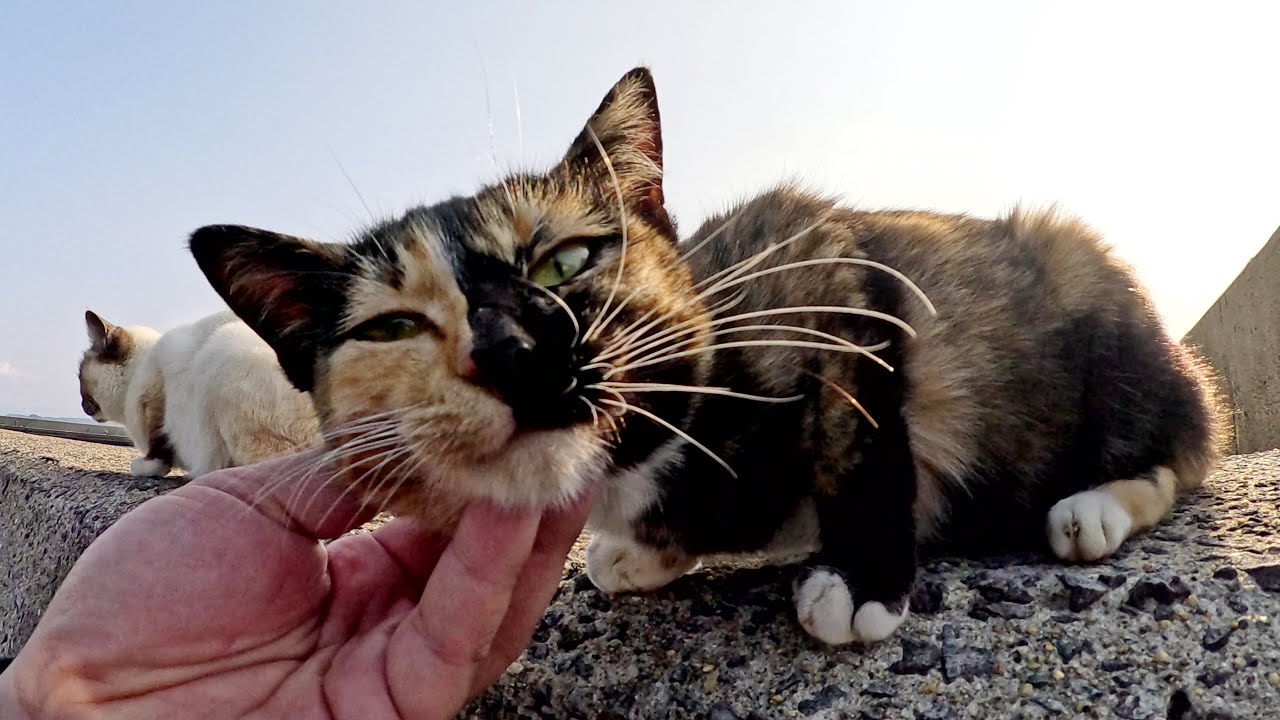 真っ黒なお鼻の三毛猫とシャム猫が堤防の上に並んでモフられる