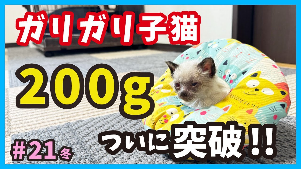 【ガリガリ子猫 生きる】生後１ヶ月。真冬に保護した赤ちゃん猫たちの物語。（冬21）