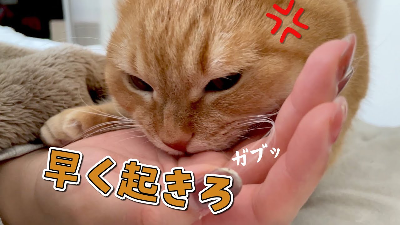 いつまでも寝てる飼い主に不満爆発の猫が噛みついてきました！