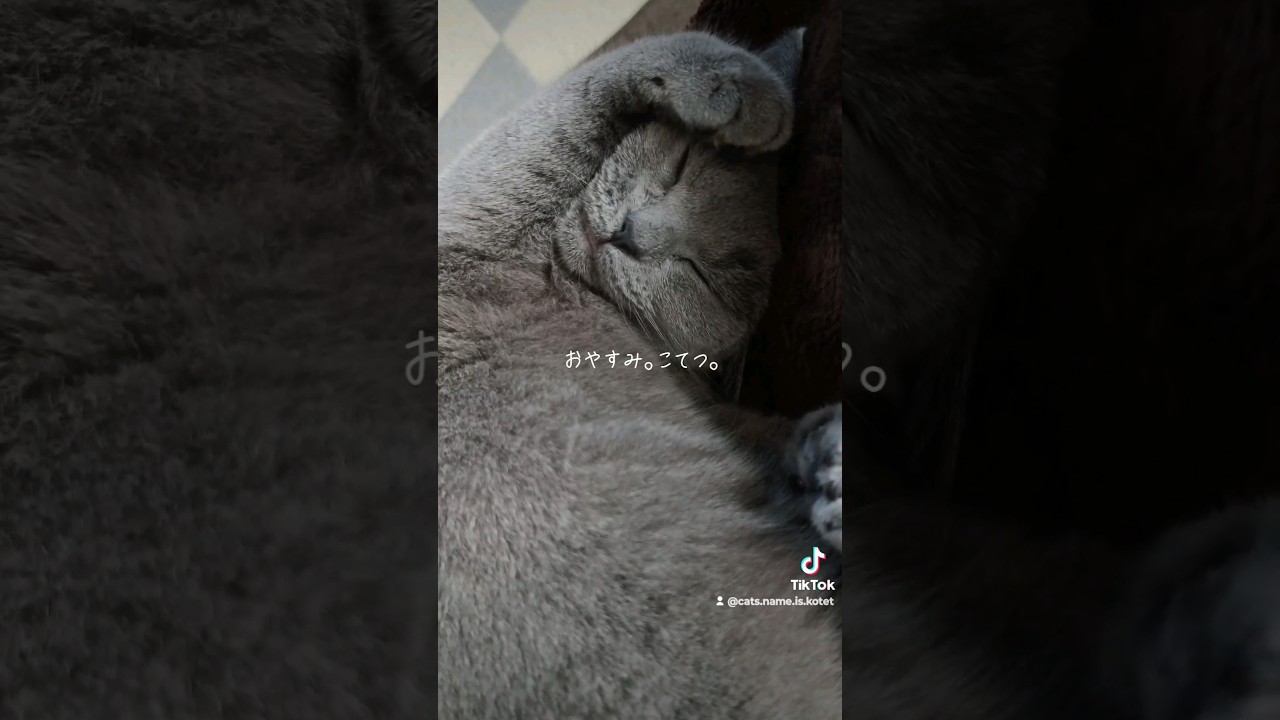 膝の上で爆睡する猫(cat falling asleep on lap)