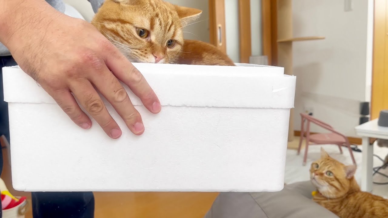 ちゃび急便を置き配しときます！ #猫 #マンチカン