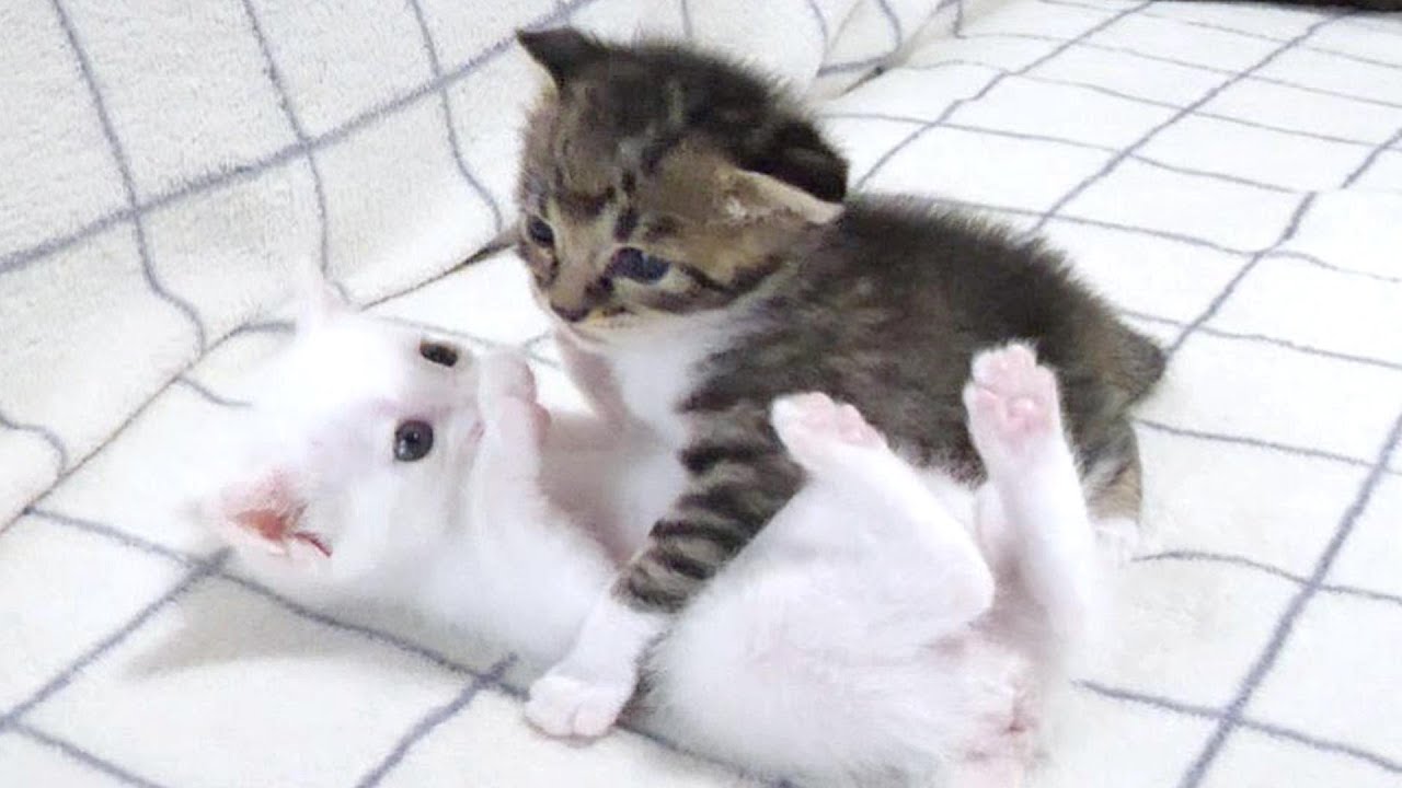子猫は初めての離乳食がおいし過ぎて震えながら食べていました【赤ちゃん猫　保護猫】