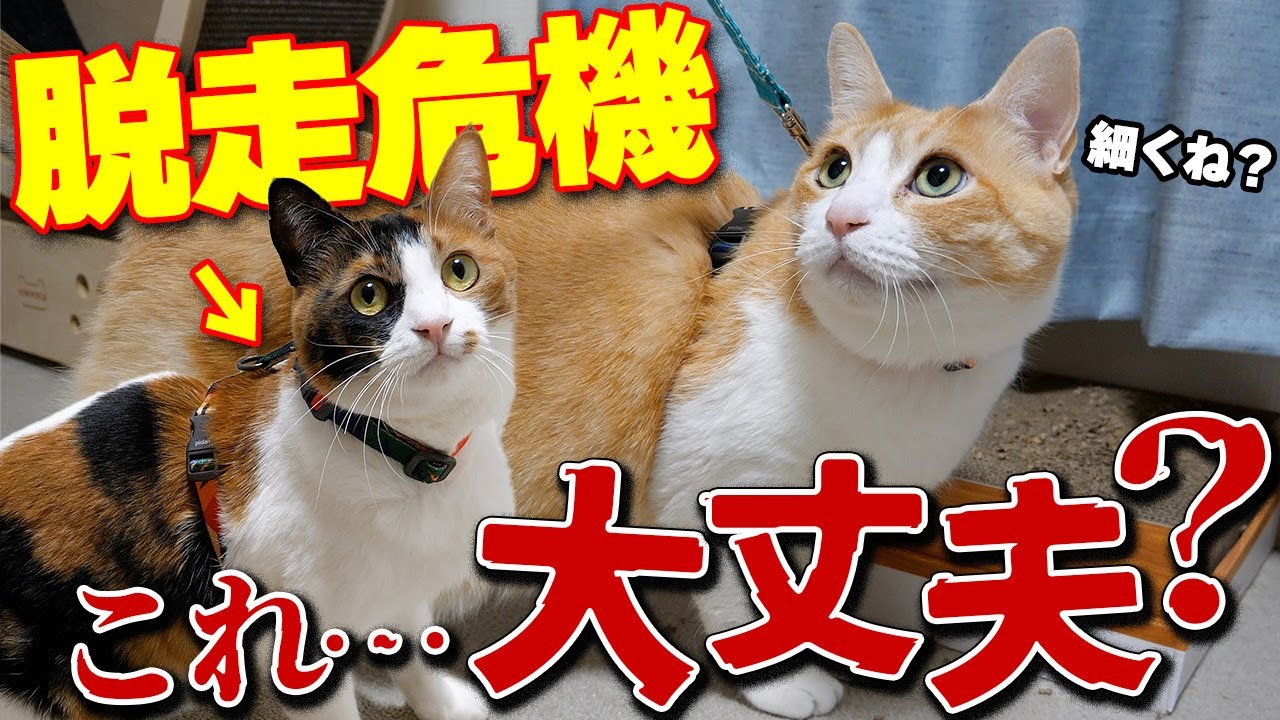 【脱走】人気１位の猫用ハーネスを買ったけど… これはちょっとヤバいかもしれない…
