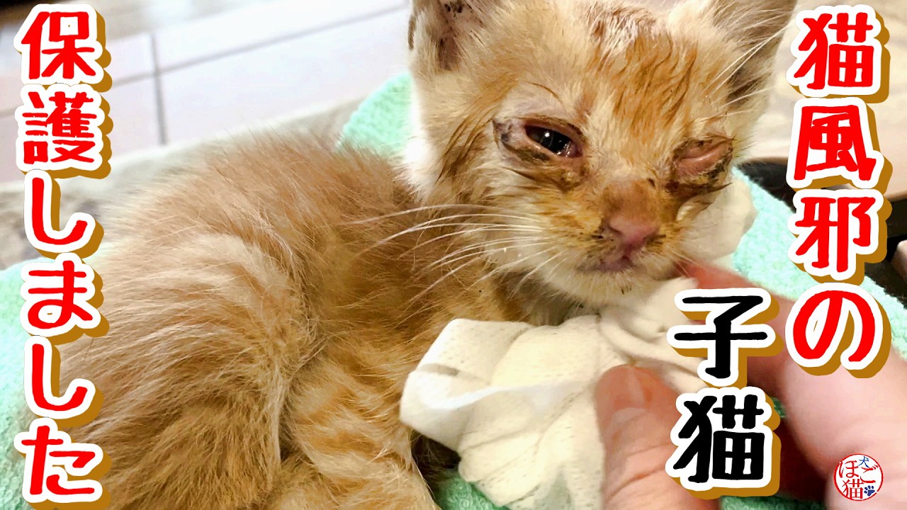 【子猫　保護】猫風邪をひいた子猫を保護しました＋おまけコーナー