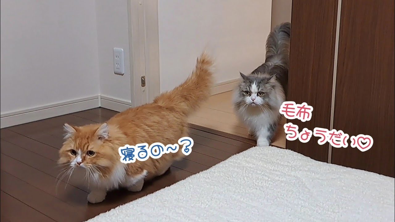 【マンチカン】猫たちと一緒に過ごす寝る前のひと時が幸せすぎました…